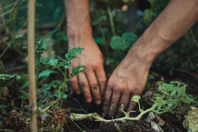 お手入れが楽になる外構と植栽の考え方